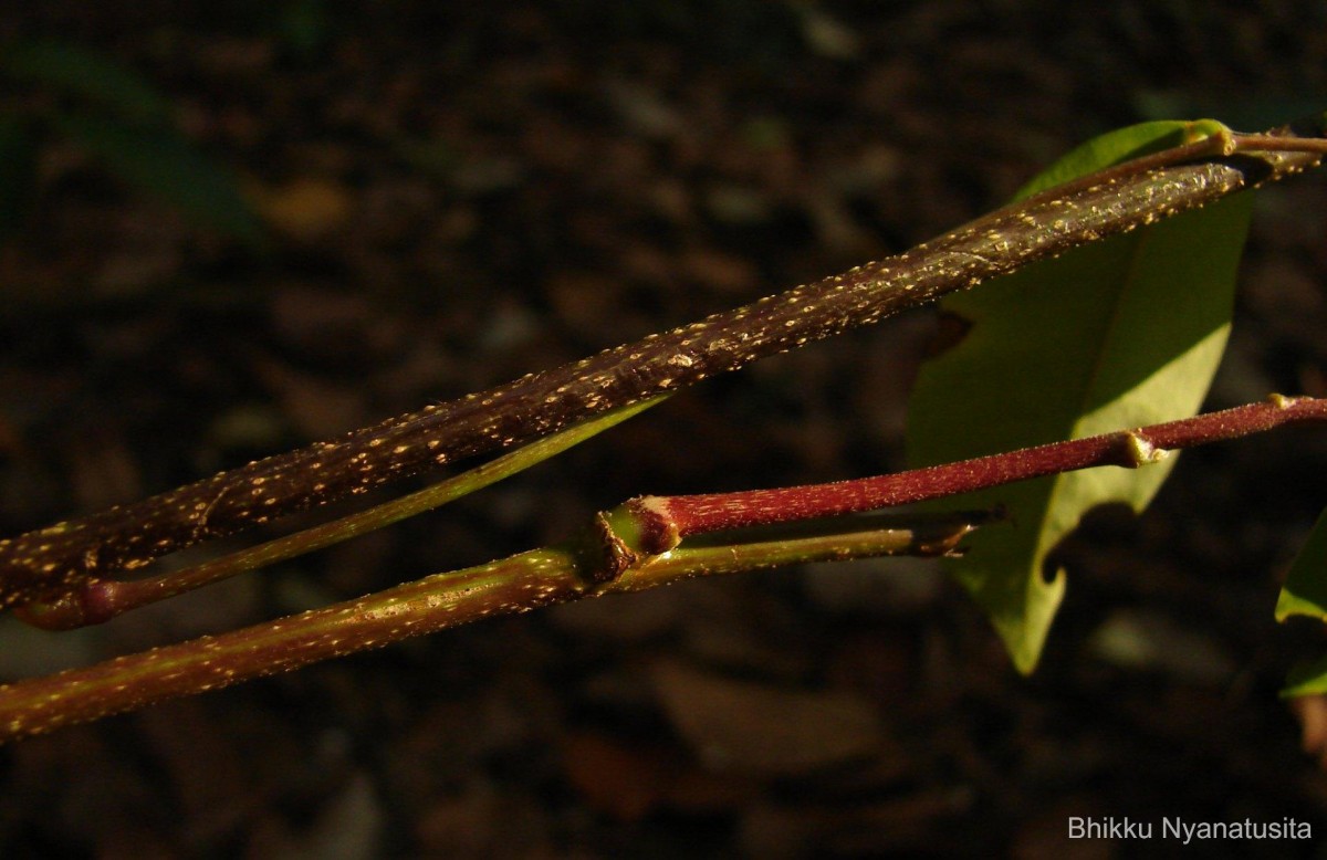 Derris parviflora Benth.